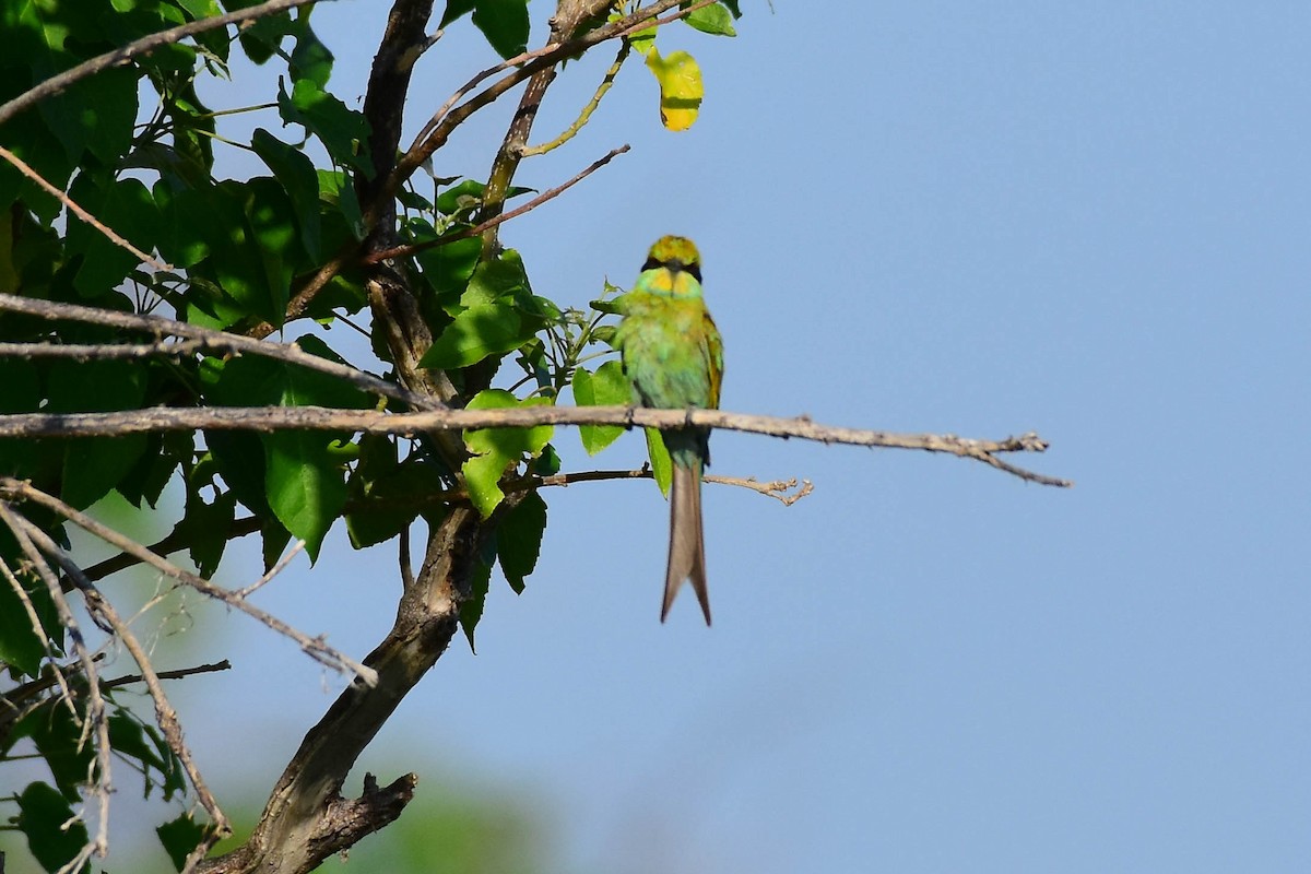 Swallow-tailed Bee-eater - Drew Beamer