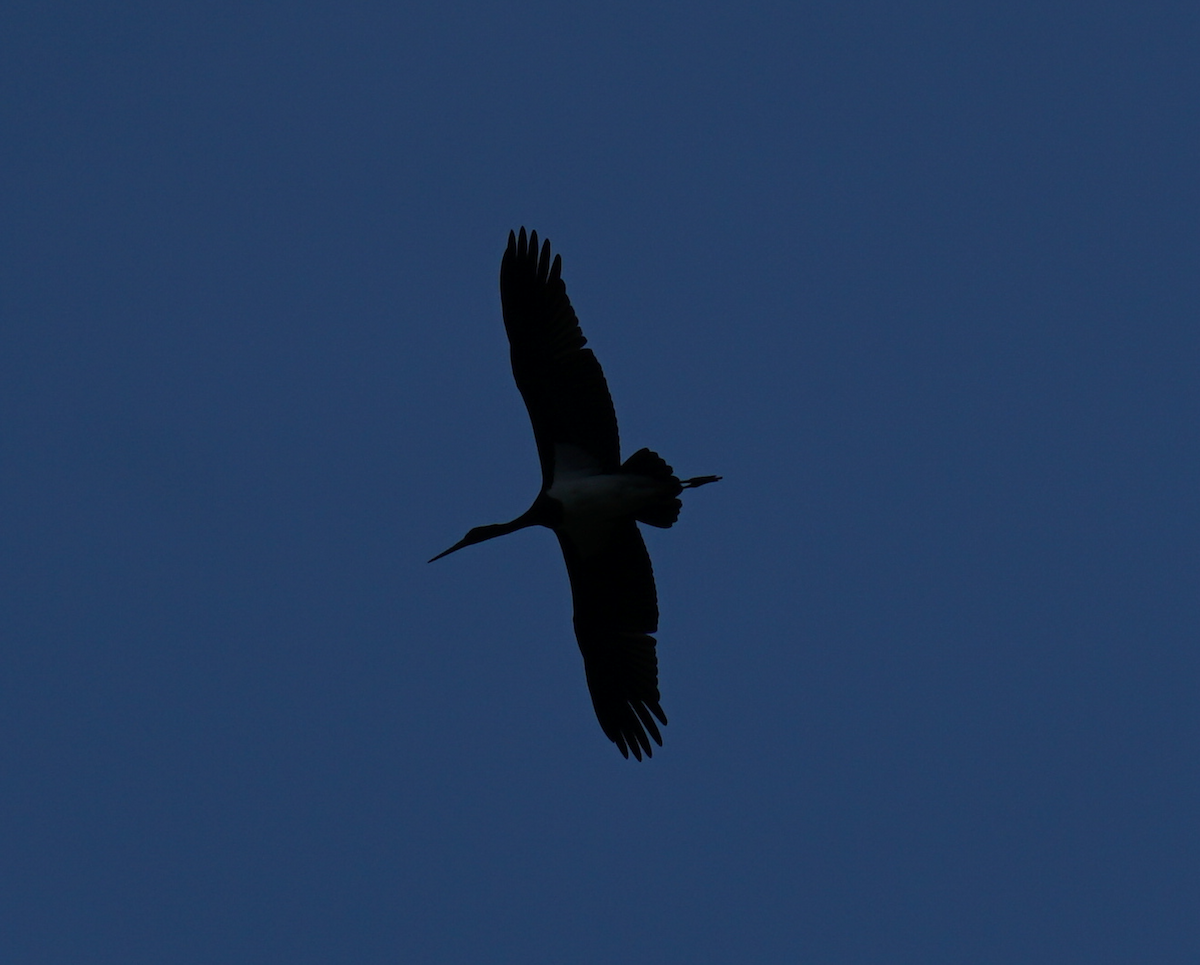 Demoiselle Crane - Zhongyu Wang