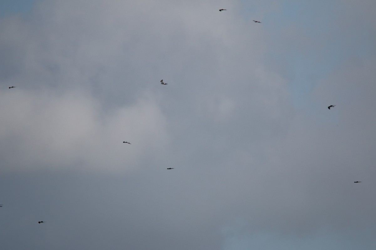 Mississippi Kite - ML613264089