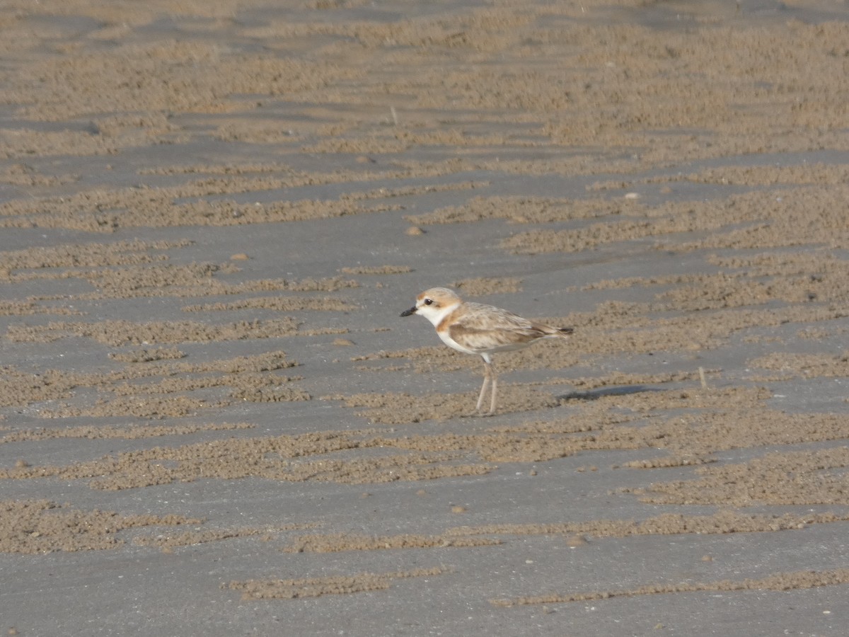 Malaysian Plover - Neil Lawton