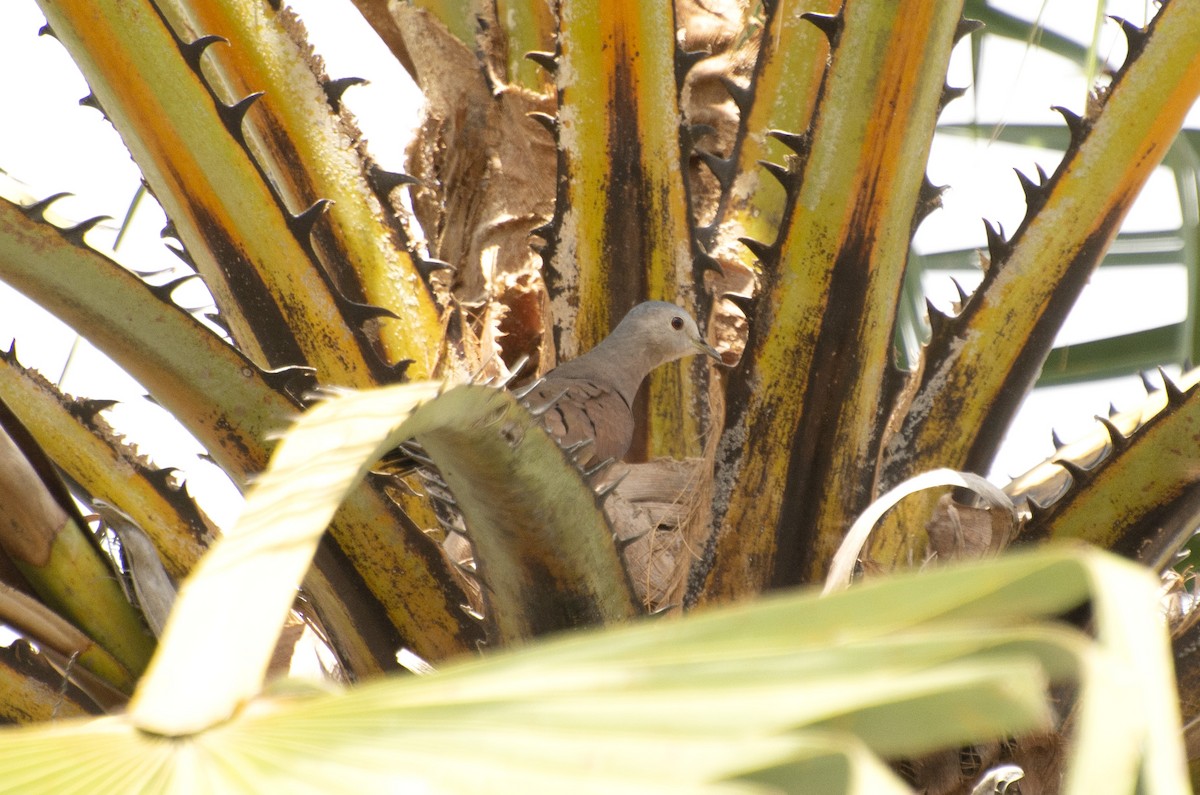 Ruddy Ground Dove - ML613264284