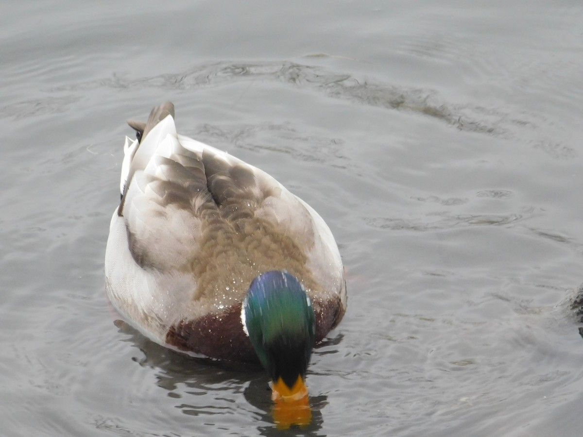 Canard colvert - ML613264310