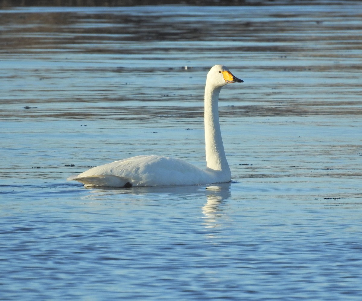 Whooper Swan - Nicolás Tamargo de Eguren