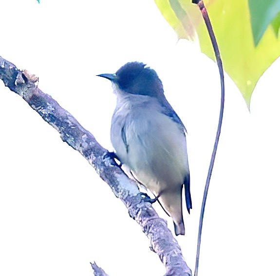 Pygmy Flowerpecker - ML613264385