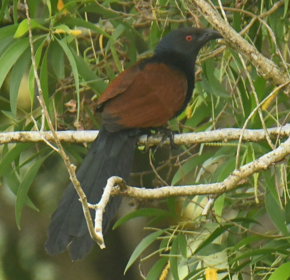 Greater Coucal - ML613264453