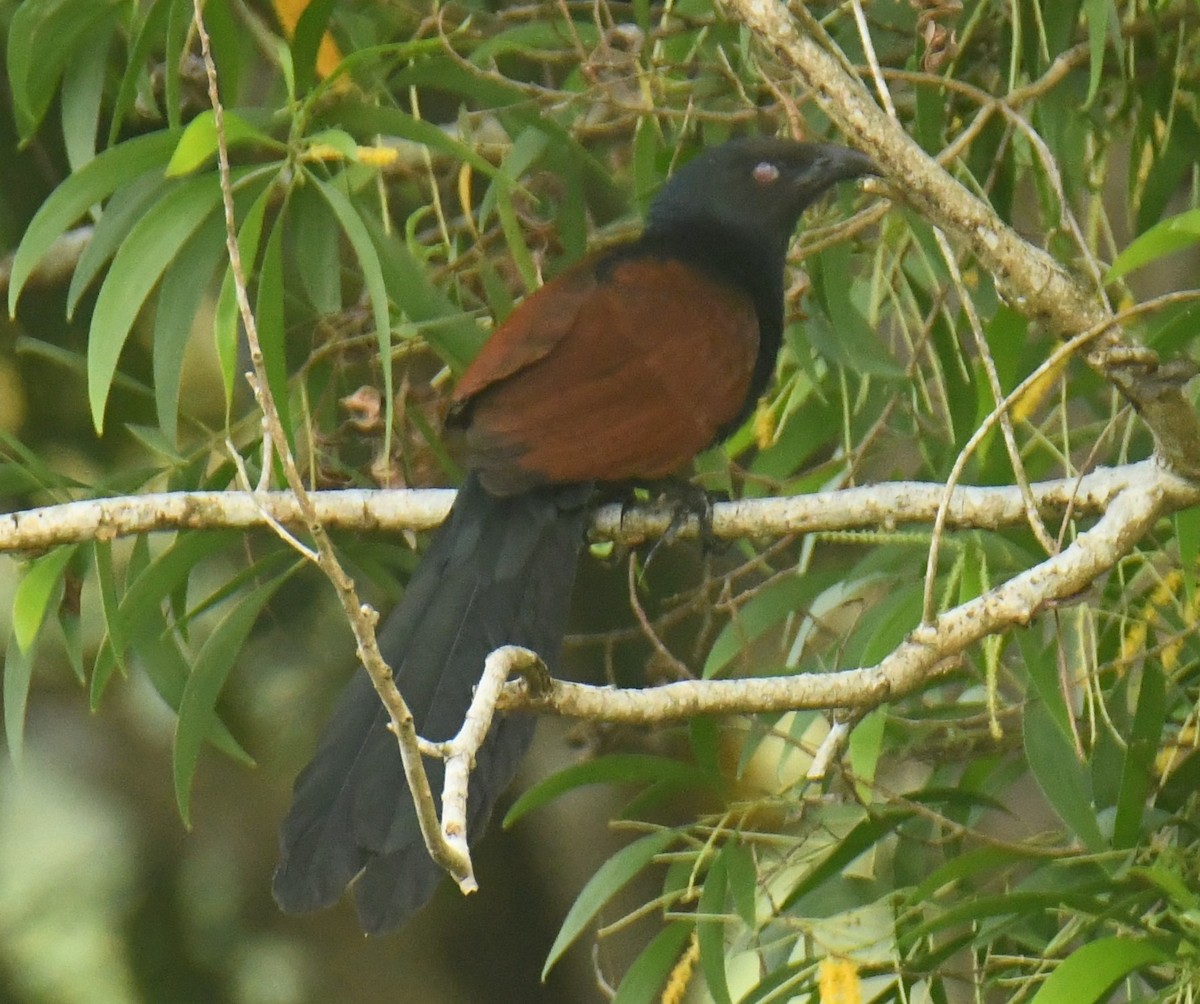 Greater Coucal - ML613264460