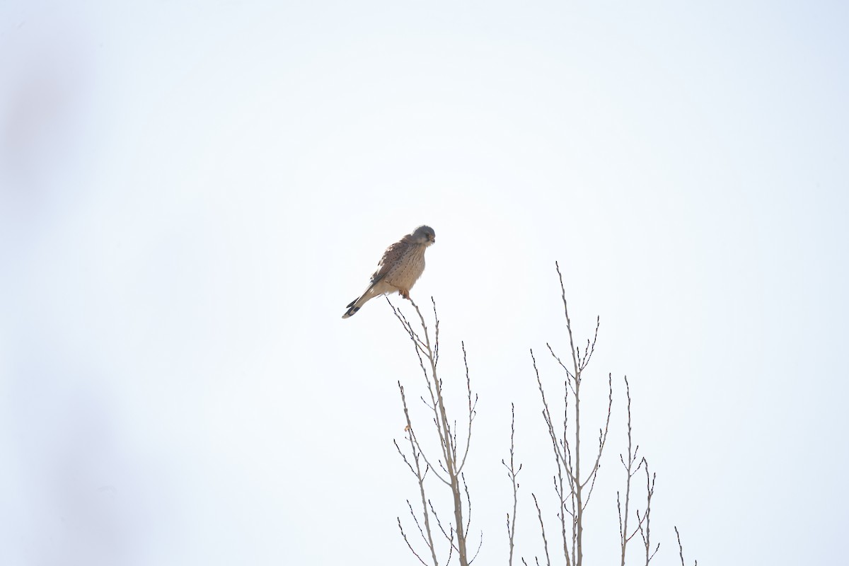 Eurasian Kestrel - ML613264538