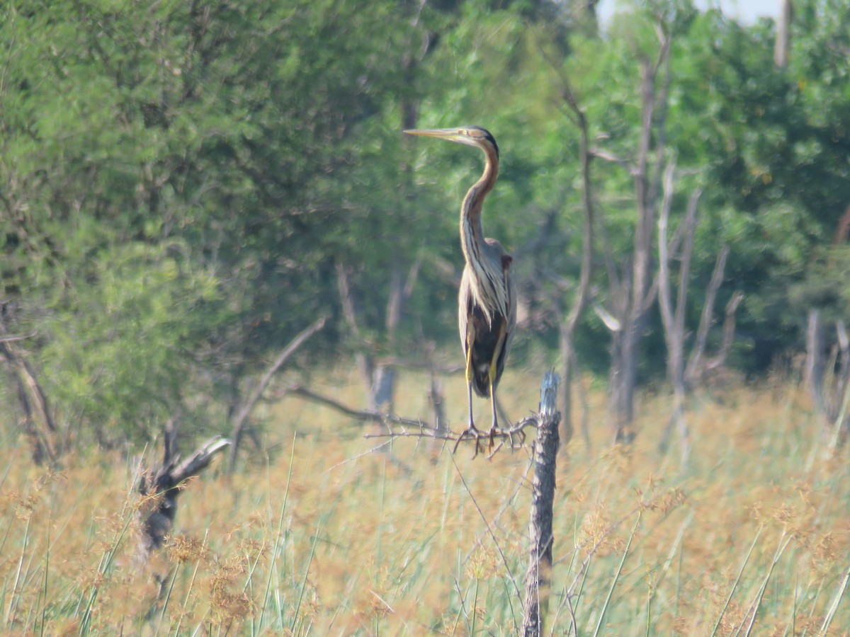 Purple Heron - ML613264549