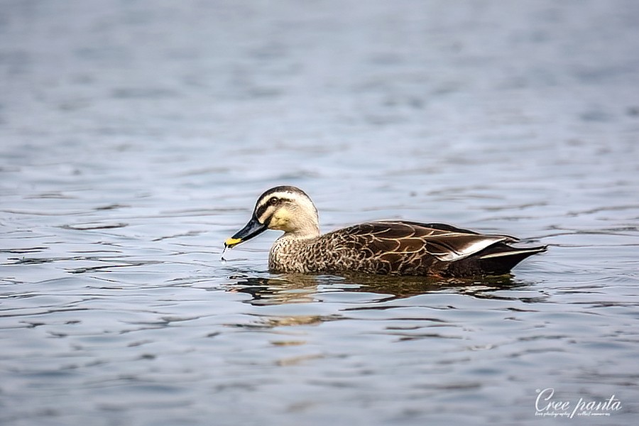 Eastern Spot-billed Duck - Cree Panta