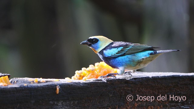 Golden-hooded Tanager - ML613264576