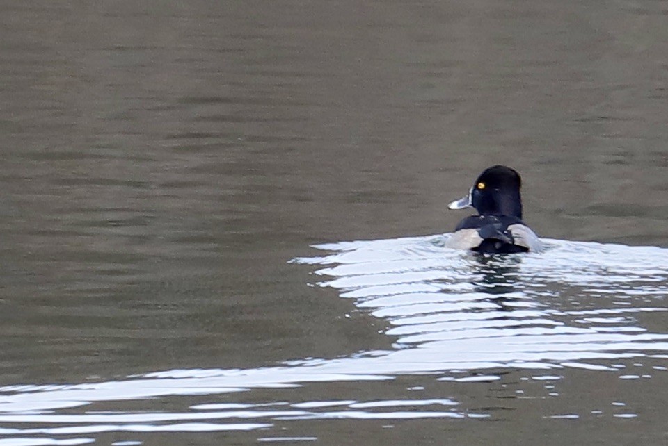 Ring-necked Duck - ML613264615