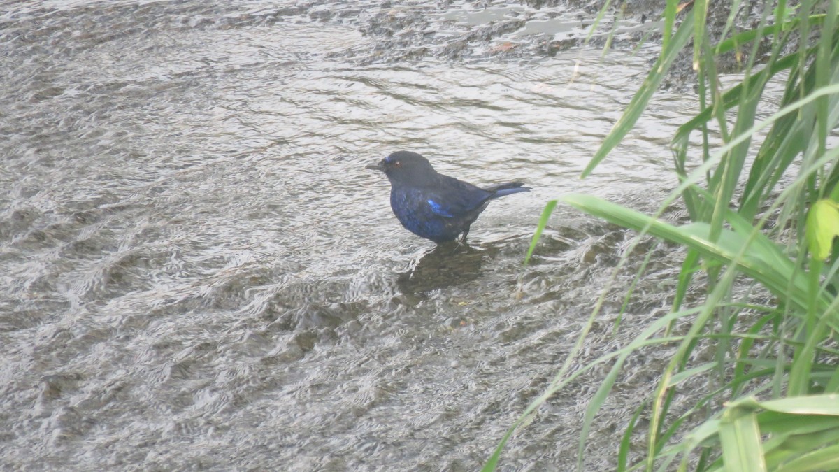 Taiwan Whistling-Thrush - ML613264619