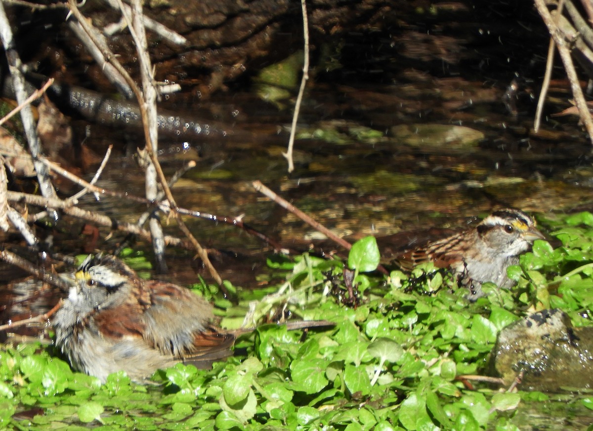 White-throated Sparrow - ML613264651