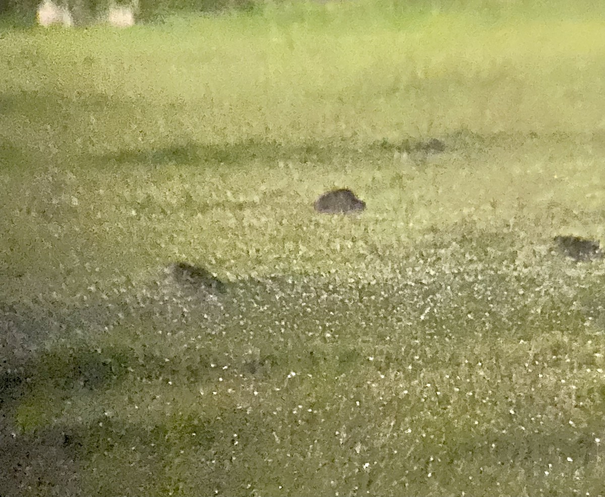 Swinhoe's/Pin-tailed Snipe - ML613264671