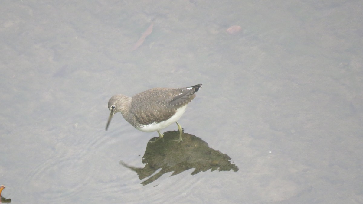 Green Sandpiper - ML613264683