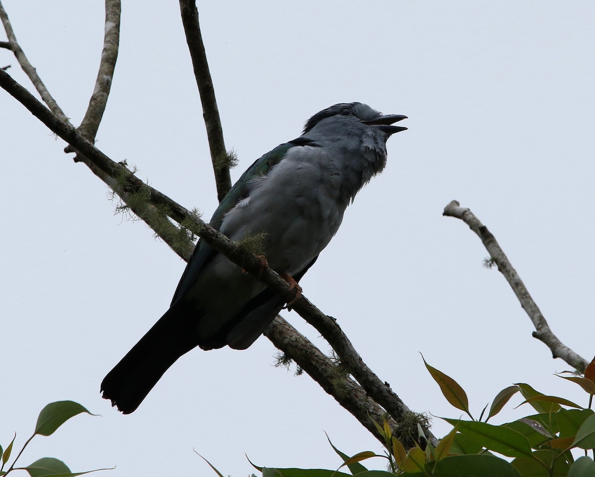 Cuckoo-roller - ML613264720