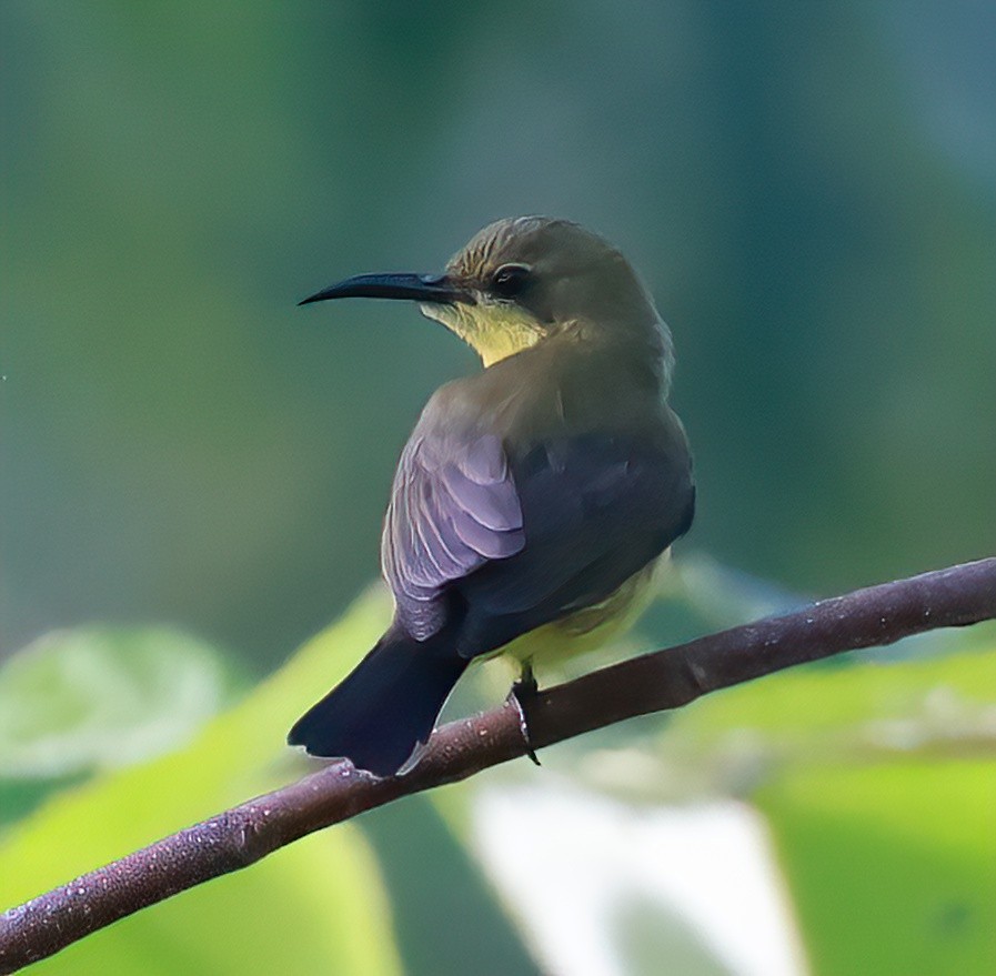 Palawan Sunbird - ML613264738