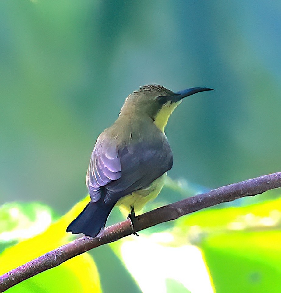 Palawan Sunbird - ML613264739