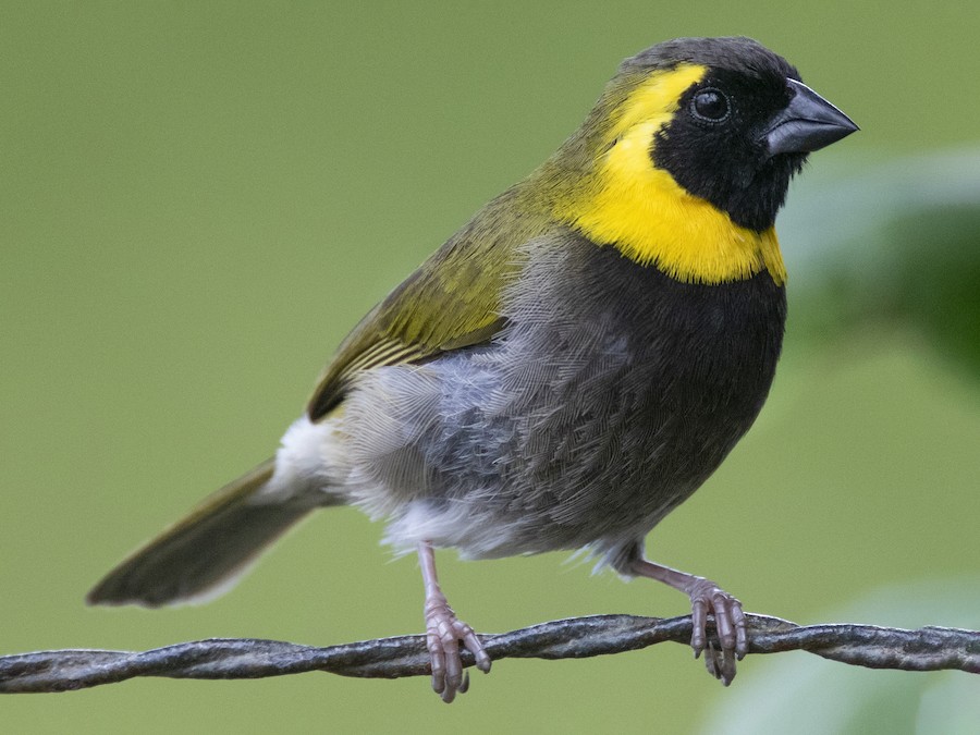 Cuban Grassquit - eBird