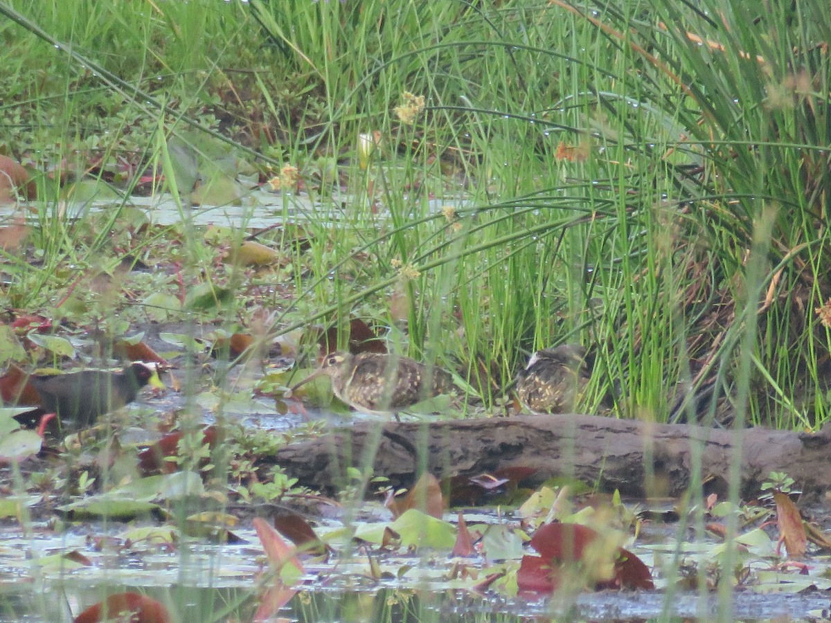 Greater Painted-Snipe - ML613264804