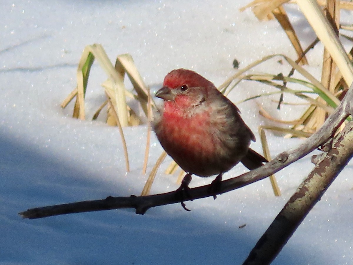 House Finch - Greg Vassilopoulos