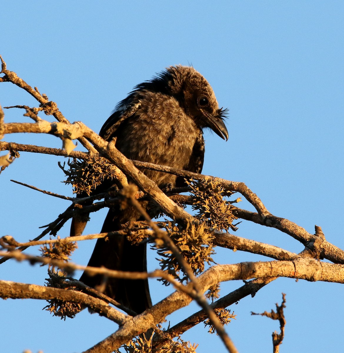Crested Drongo - ML613264891