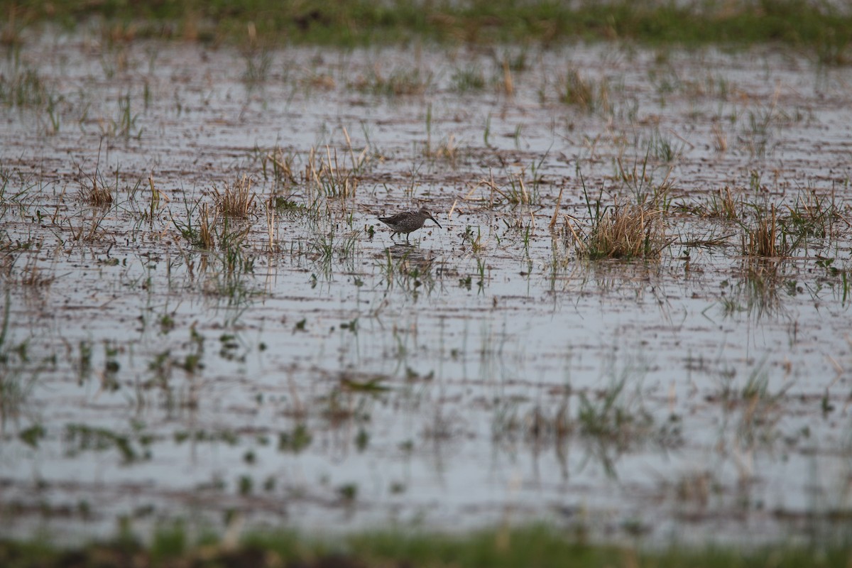 Stilt Sandpiper - Nathan Alblas