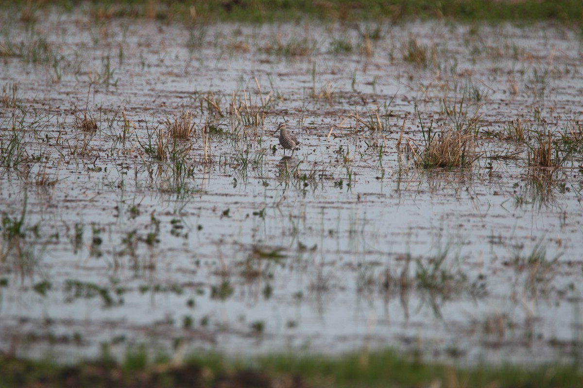 Stilt Sandpiper - Nathan Alblas