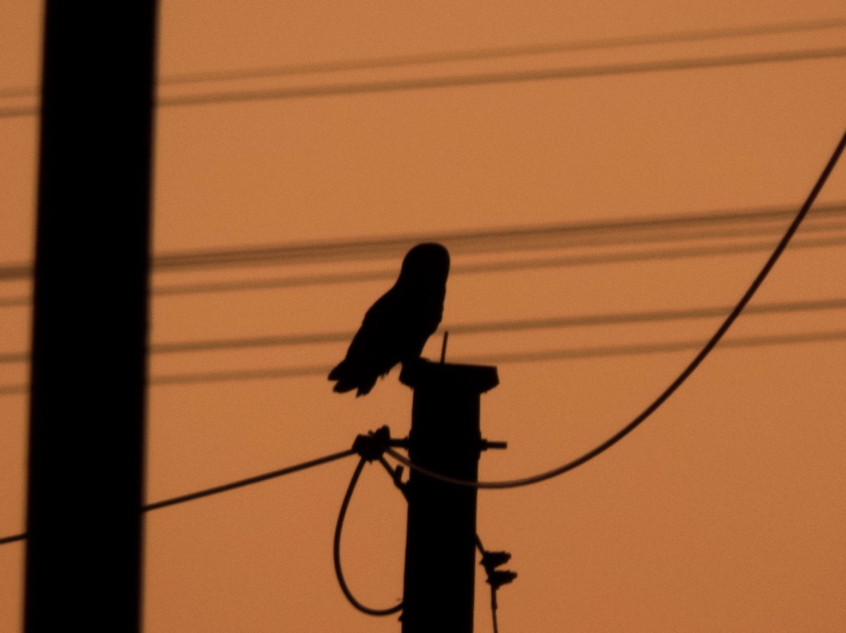 Short-eared Owl - ML613264916