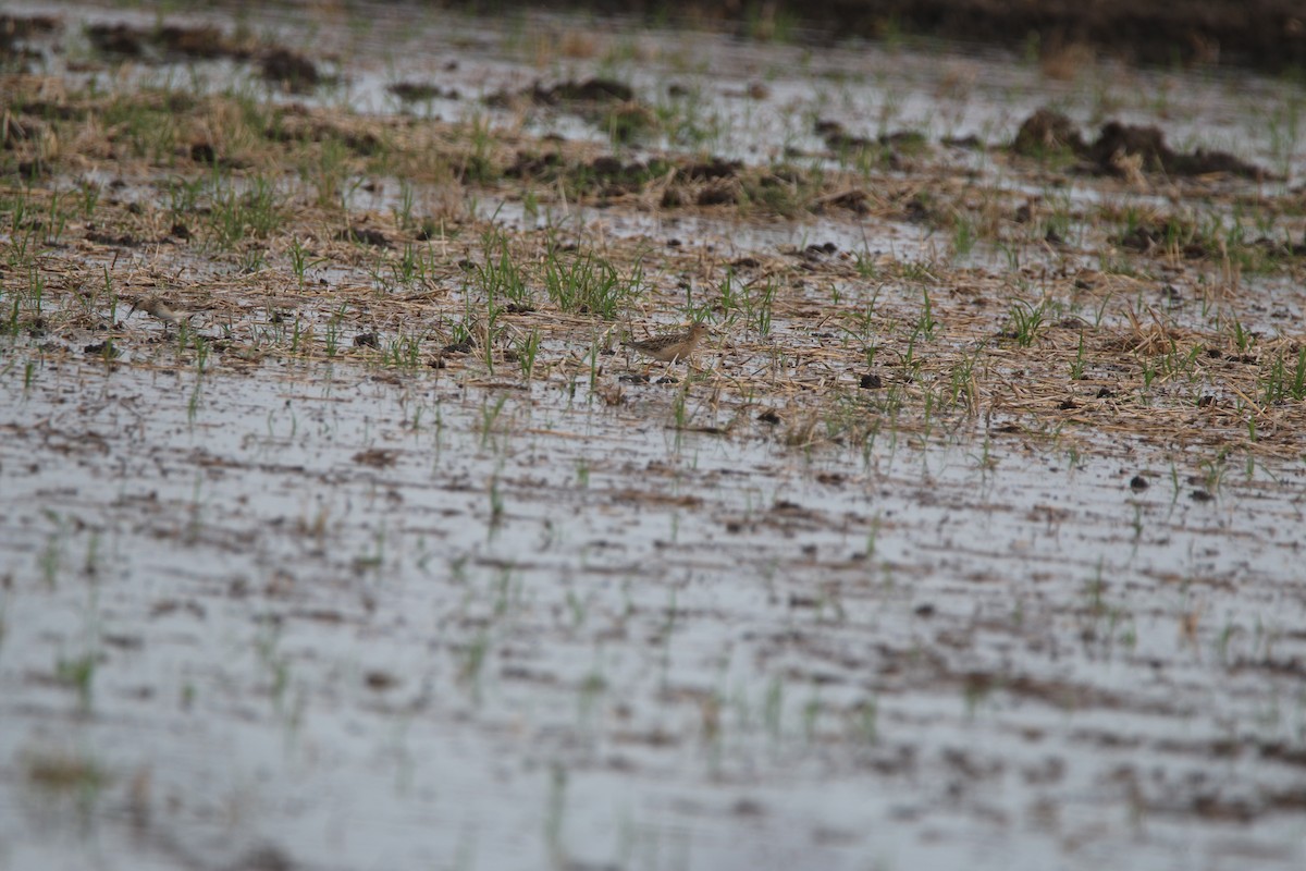 Buff-breasted Sandpiper - Nathan Alblas