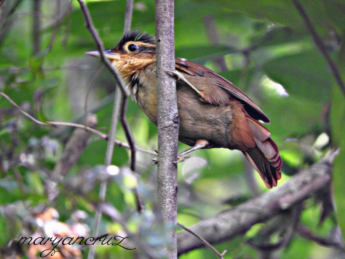 Fawn-throated Foliage-gleaner - ML613264930