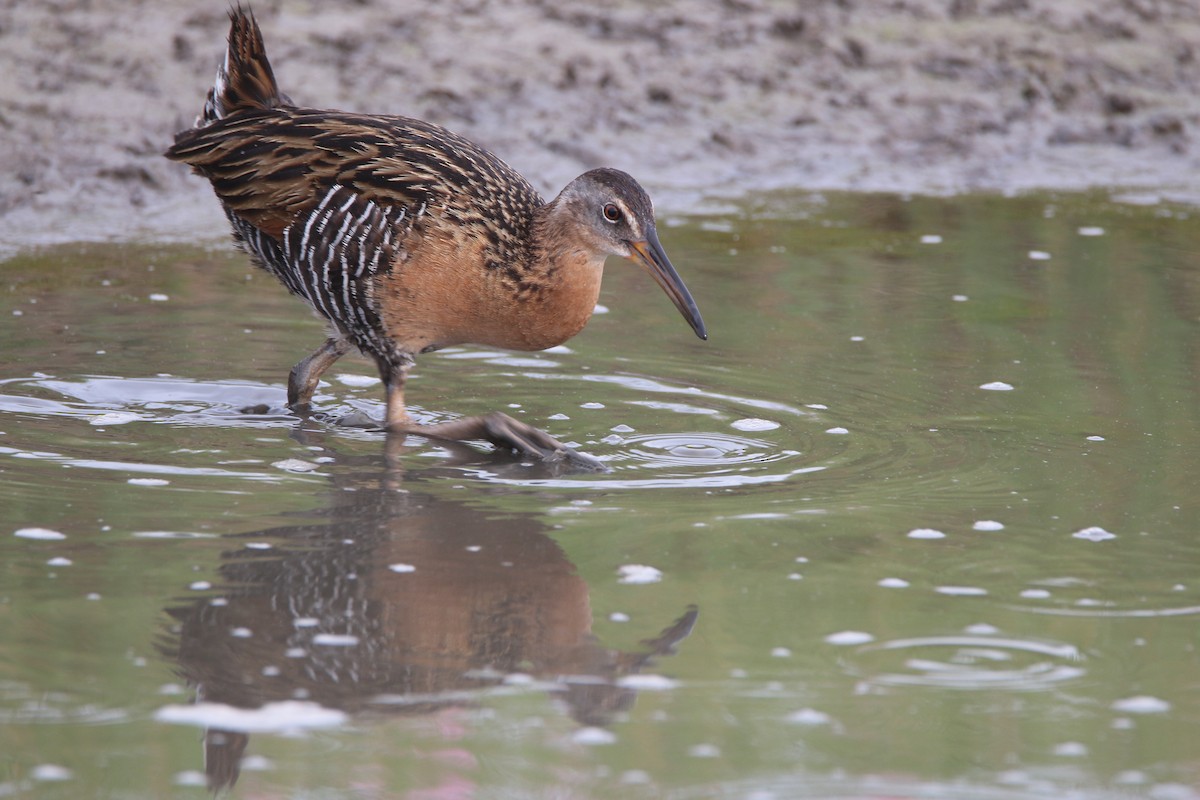 King Rail - Nathan Alblas