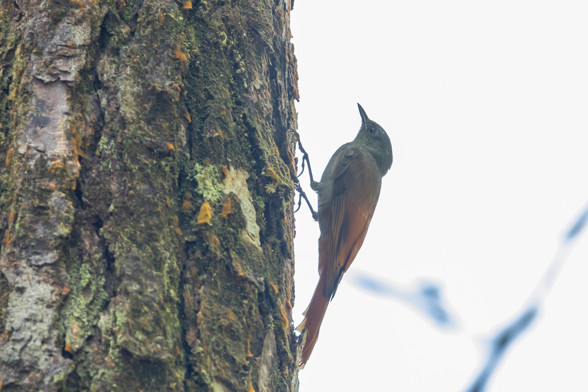 Olivaceous Woodcreeper - ML613264951