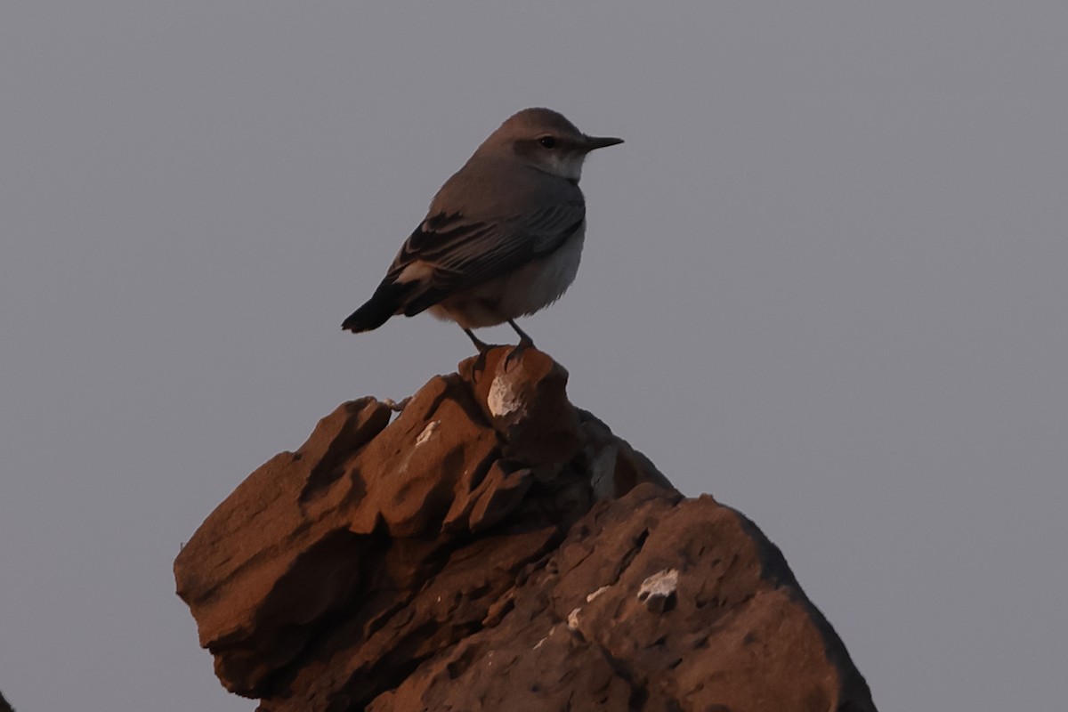 Persian Wheatear - ML613264956