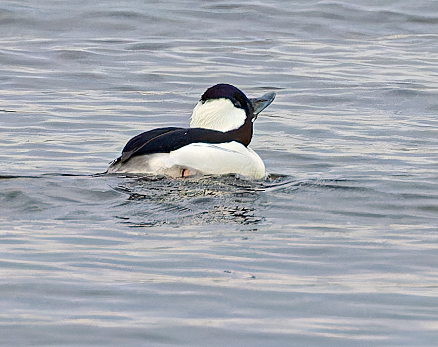 Bufflehead - Kristine Mika