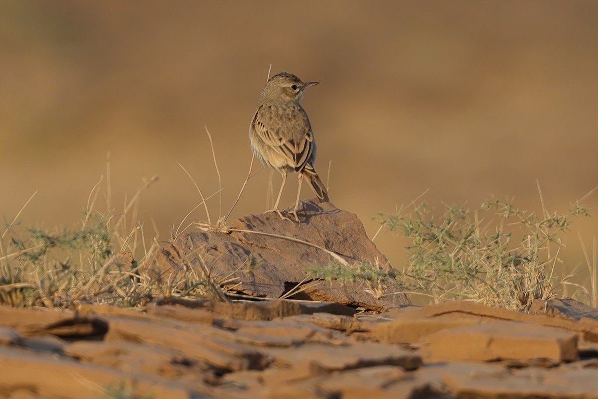 Tawny Pipit - Fabio Olmos