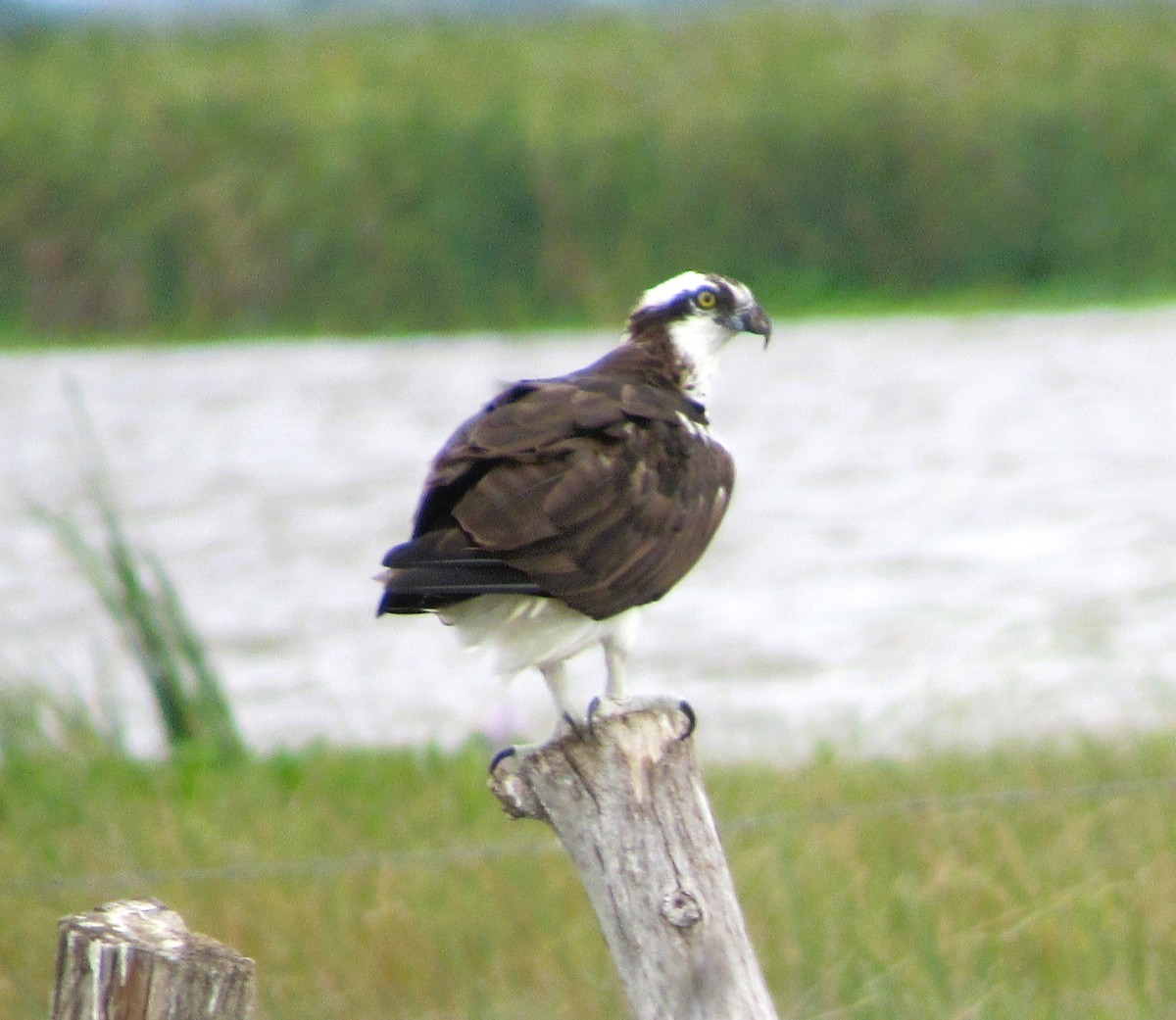 Águila Pescadora - ML613264972