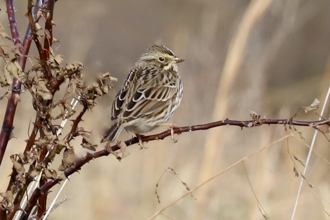 Savannah Sparrow - ML613264998