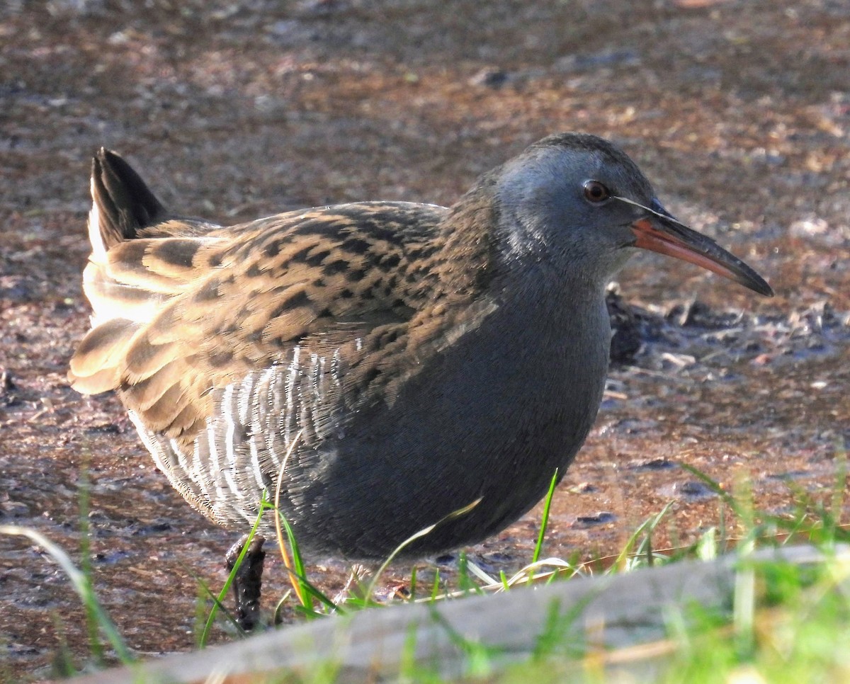 Water Rail - ML613265045