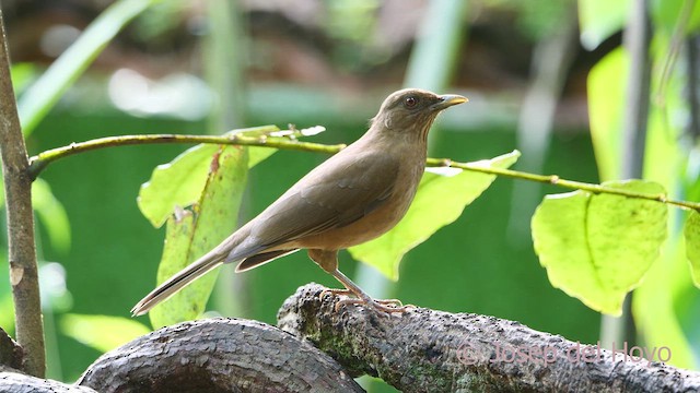 Clay-colored Thrush - ML613265060