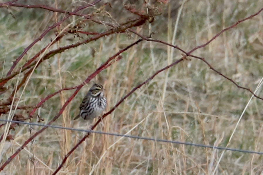 Savannah Sparrow - ML613265066