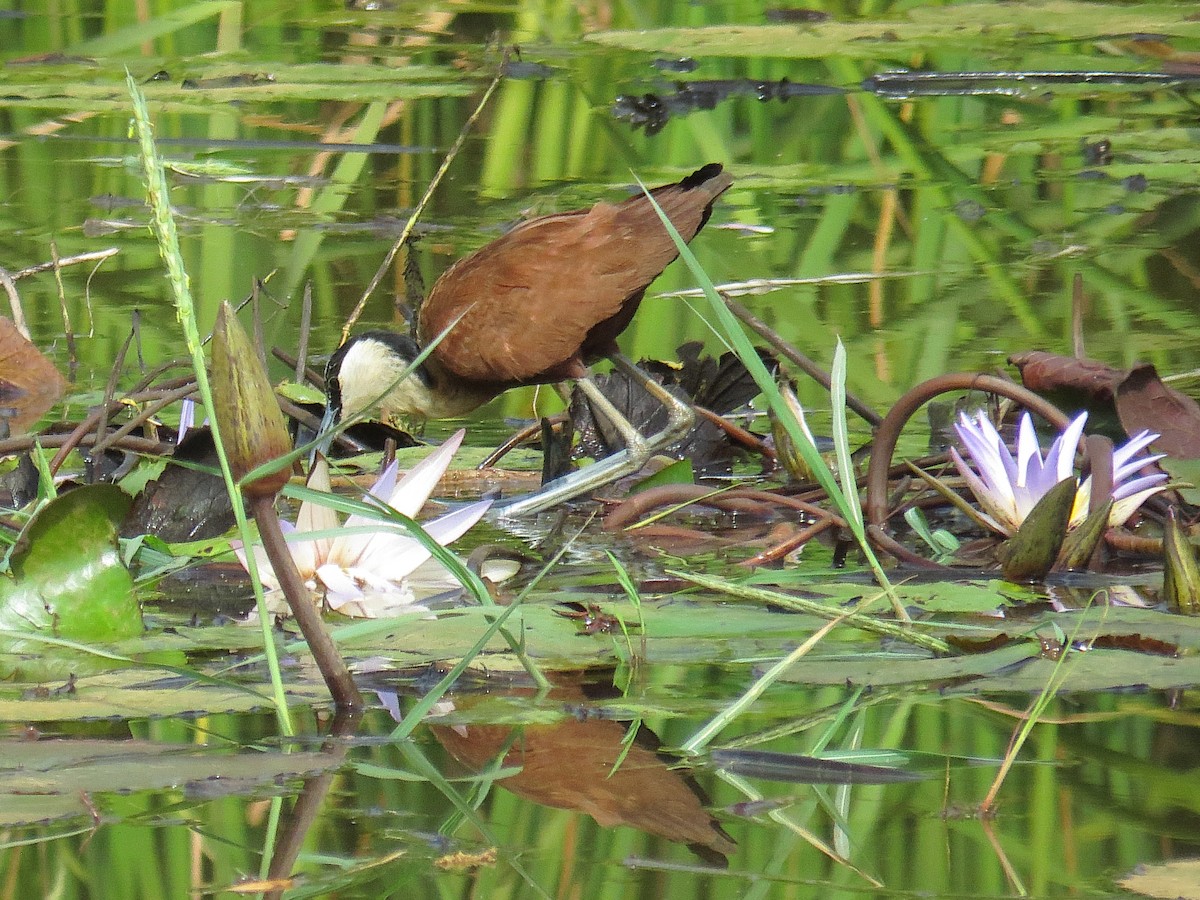 Jacana Africana - ML613265067