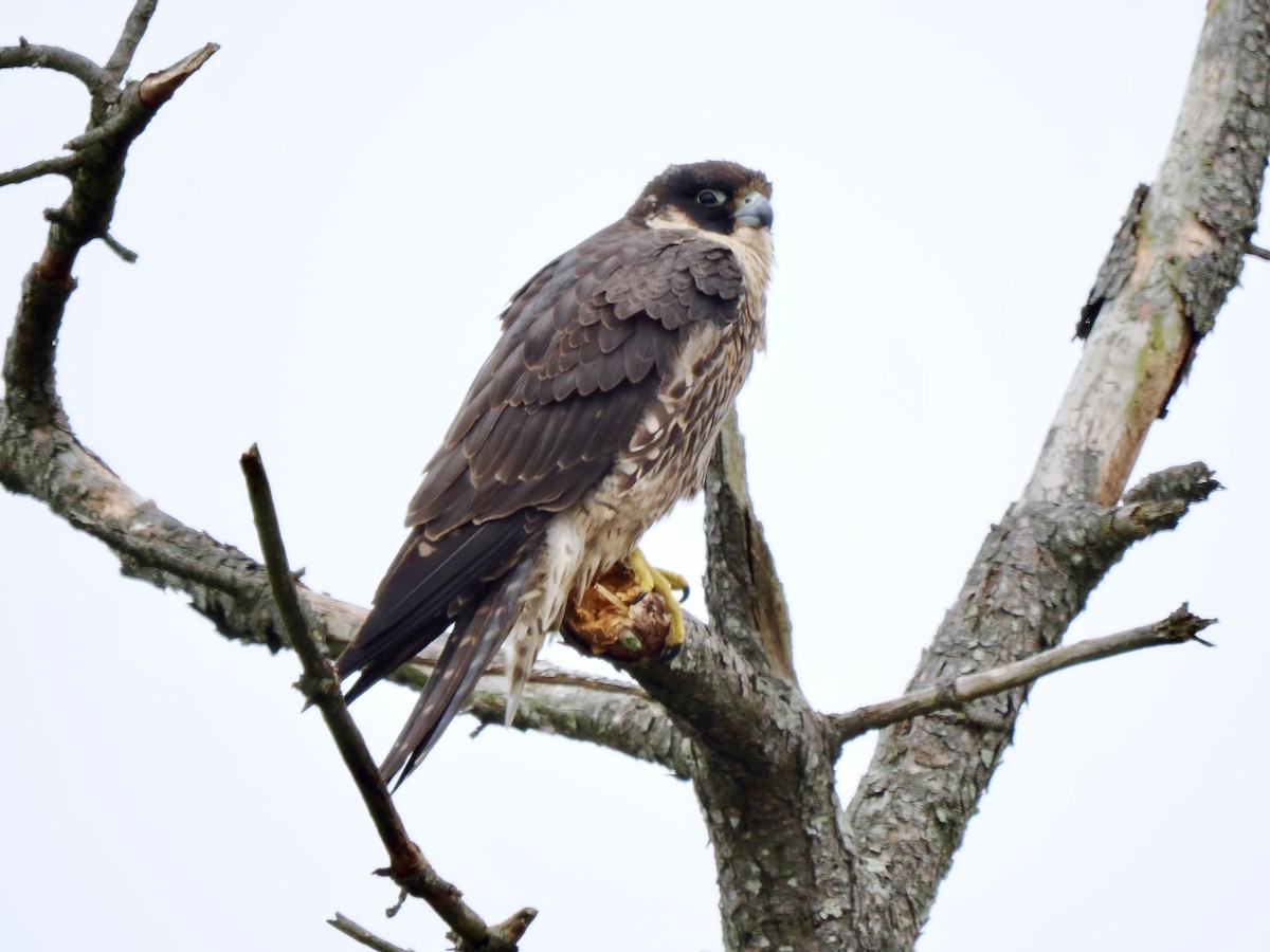 Peregrine Falcon - Gabriel Willow