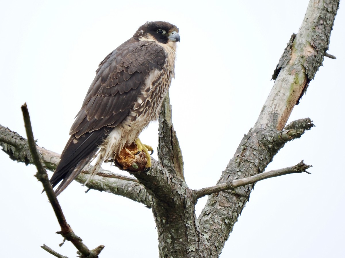 Peregrine Falcon - Gabriel Willow