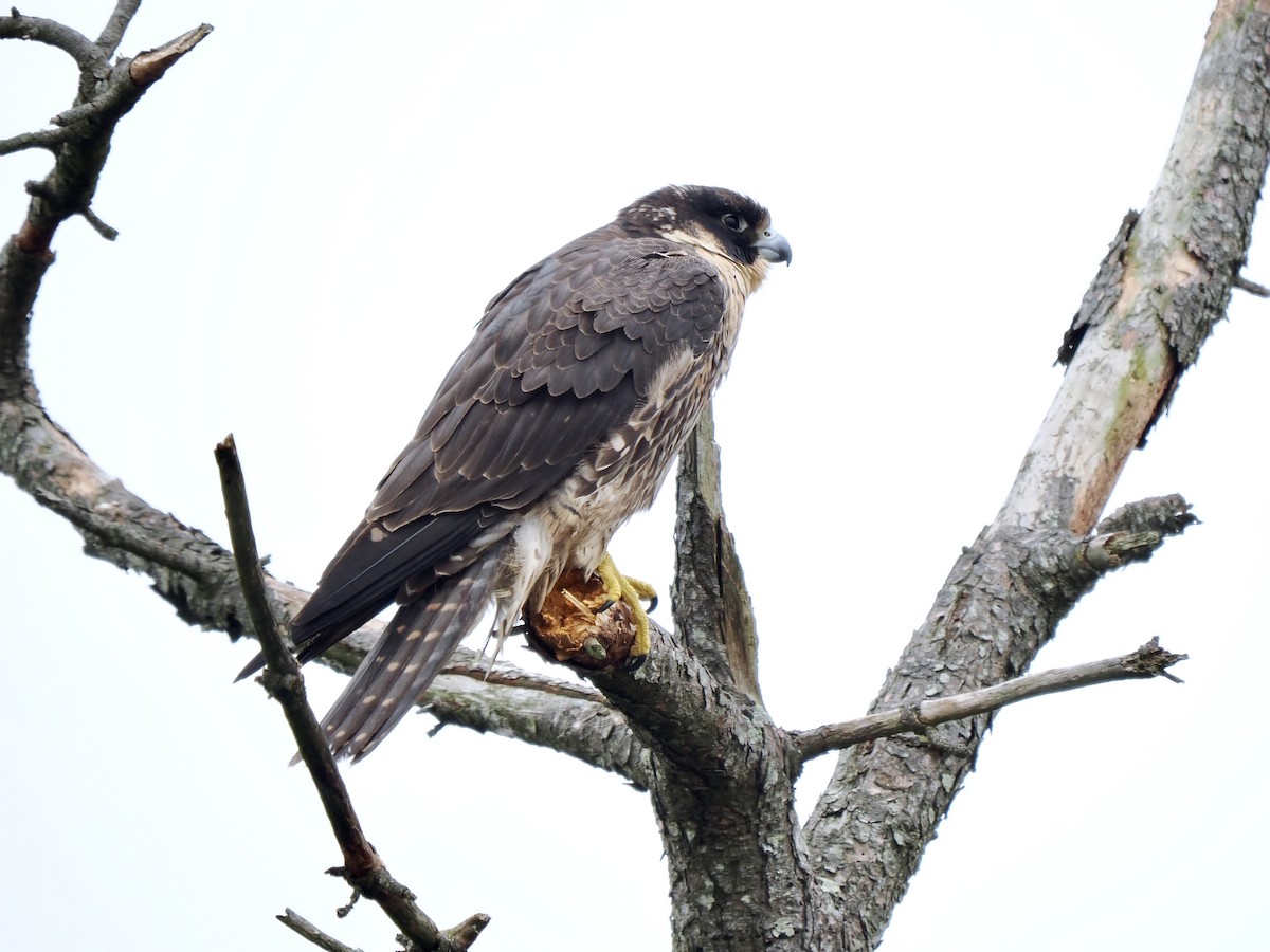 Peregrine Falcon - ML613265078