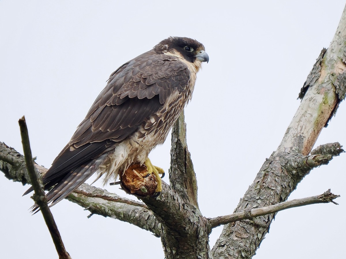 Peregrine Falcon - Gabriel Willow