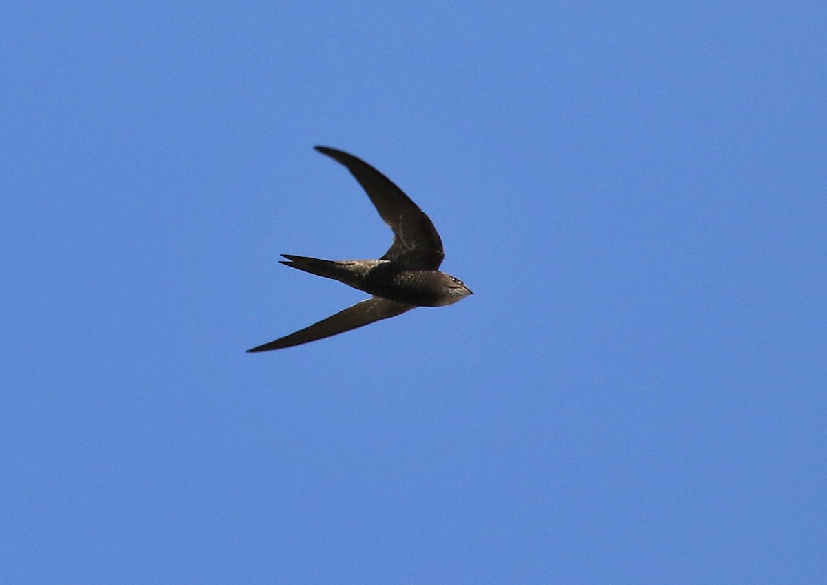 Malagasy Swift - Paul Lenrumé