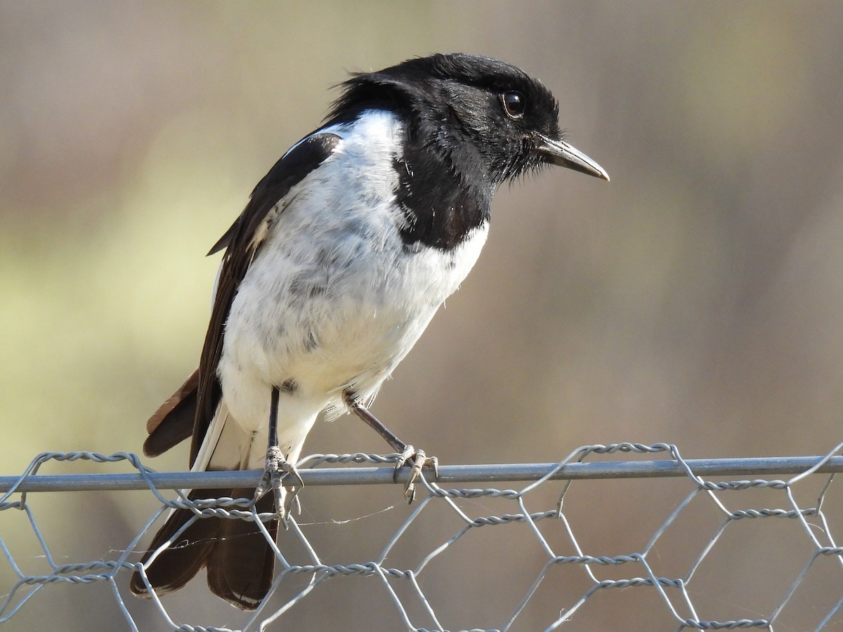 Hooded Robin - ML613265145