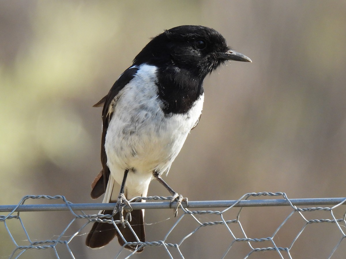 Hooded Robin - ML613265146