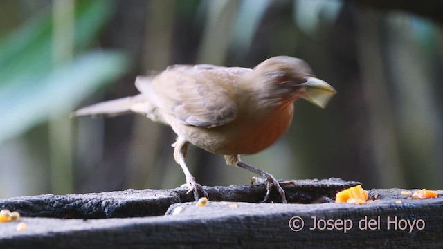 Clay-colored Thrush - ML613265196